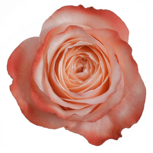 4d0552f4-5d55-4426-9d88-96ca11401988.png Rose Kahala 60cm rprima - Image 1
