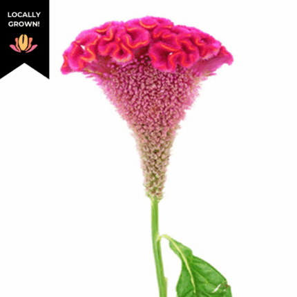 Coxcomb HotPk cramer