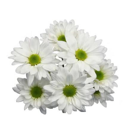 Pom Daisy Coconut golden