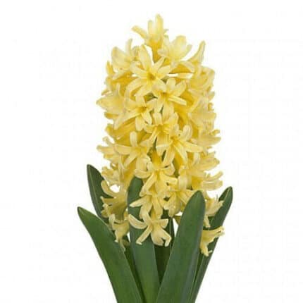 Hyacinth Yellowstone holl