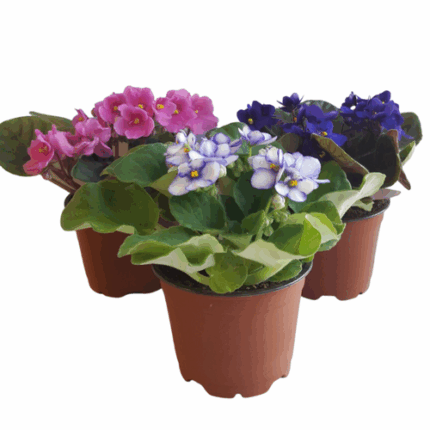 4" BLOOMING VIOLET