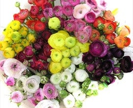 Ranunculus Asst(10case)holl