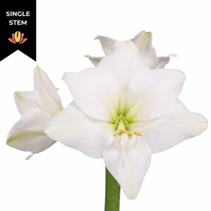 Amaryllis Costa Blanca holland