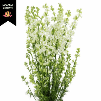 Larkspur White cramer