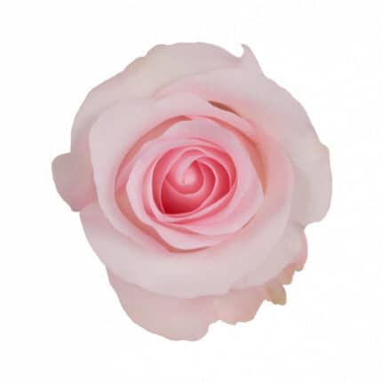 Rose SweetAkito 40cm rfi