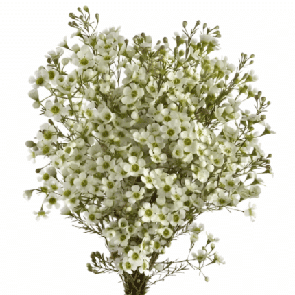 Waxflower DancingQueen mellano