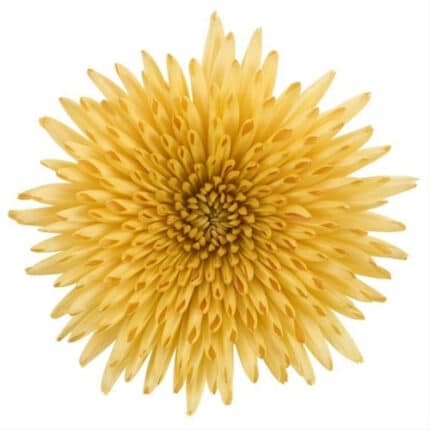 Mum Delistar Gold rio