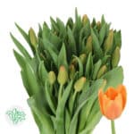 Tulip Orange Juice Holl 40cm