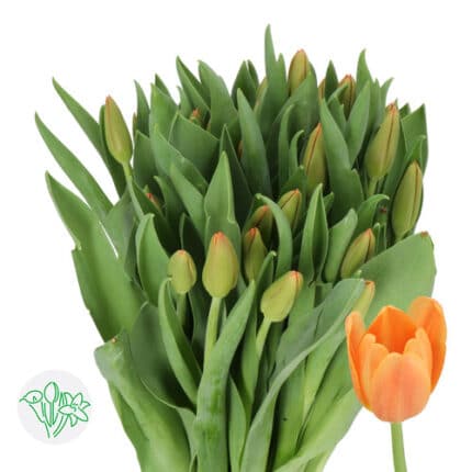 Tulip Orange Juice Holl 40cm