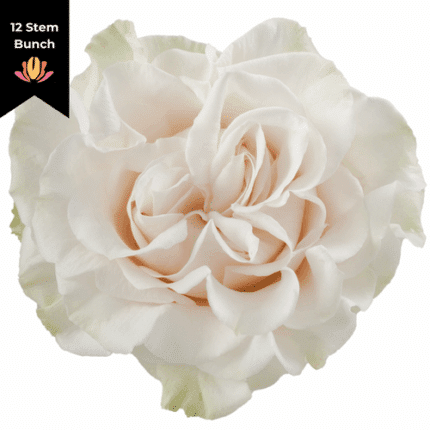 Rose Cotton Xpression 50cm (x12 stems) sunrite