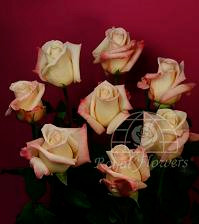 ANNA 50 florisma