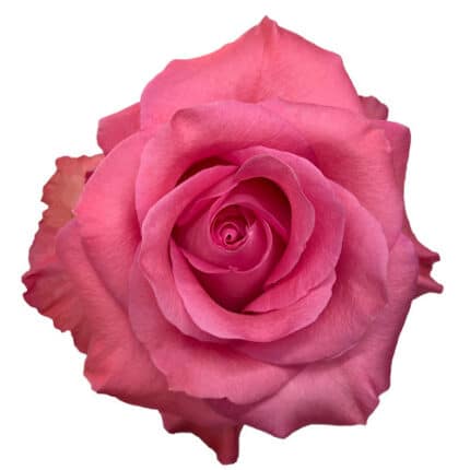 Rose Pink Love 50cm florecal