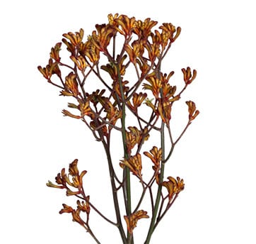 Kangaroo Paws Orange mellano