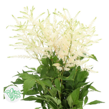 Astilbe White holl 60cm