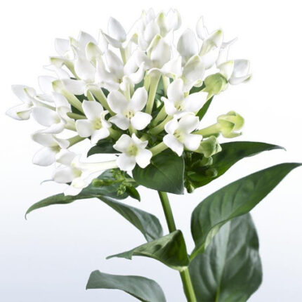 Bouvardia White holl