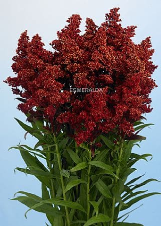 Marti solidago&casino esmer bo