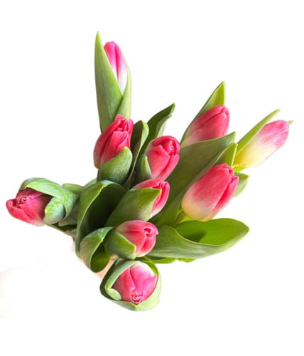 Tulip Dk Pink&White holl