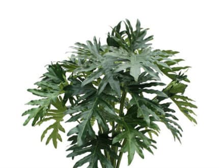 SELLOUM xlarge evergreen(st)