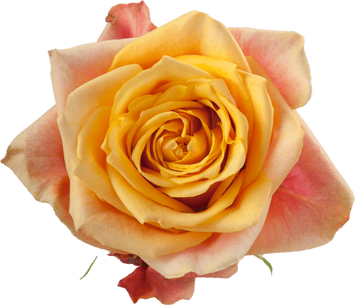 4e13898b-b2fc-46e3-bfd5-662334230bb6.png Rose CherryBrandy 60cm rprima - Image 1