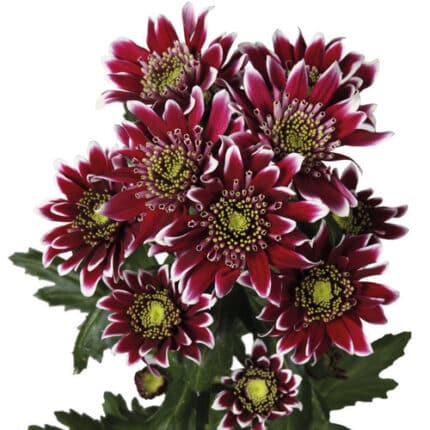 Pom Novelty Disco multiflora