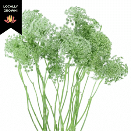 Lace Green Mist cramer