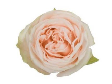 Rose GardenSpirit 70 ecuanros
