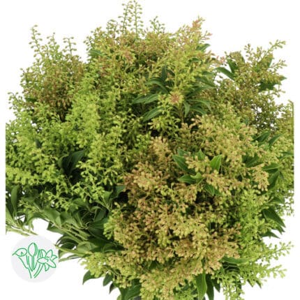 Pieris White holl