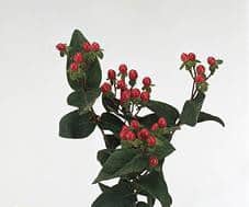 Hypericum Spray Red 60cm sole
