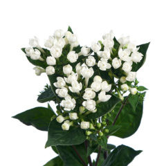 Bouvardia DiamondSparkles holl