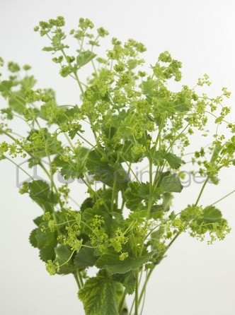 Alchemilla Robustica holl