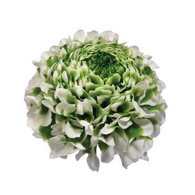 4e36900c-9b43-4077-9b98-e42052670256.jpg Ranunculus Pon Igloo flboard - Image 1