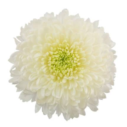 Mum Disbud Magnum sole (10stm)