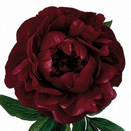 PEONIES burg chili(5)