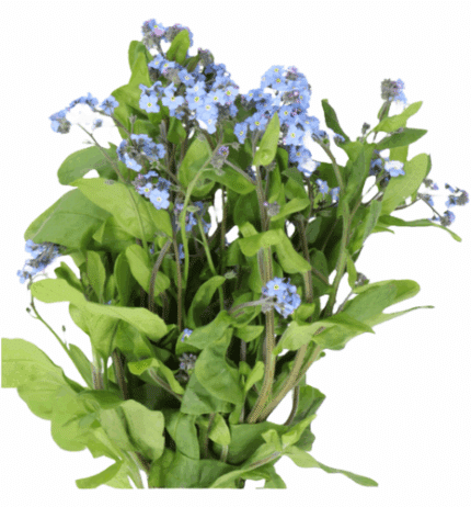 Myosotis holl