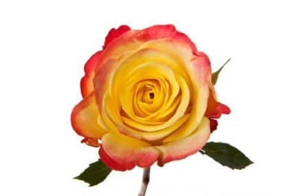 Rose Hot Merengue  60cm tessa