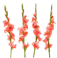 Glad. Coral jersey