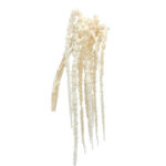 Amaranthus Hanging Bleached Preserved toscana