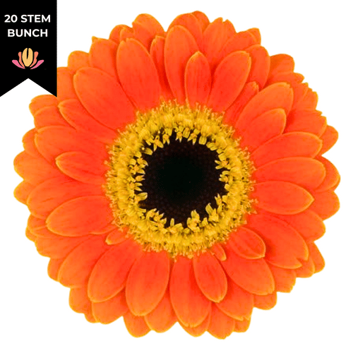 4e58b6fa-6ca2-4903-92ee-656f68ea892e.png Germini Piccolini OrgYell holl - Image 1