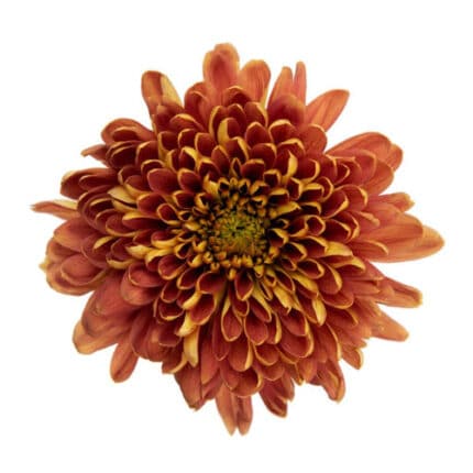 Mum Cremon Bronze fresca