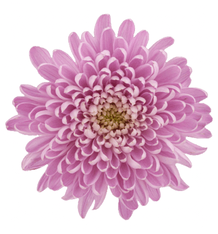 Mum Cremon Lavender Serenity g