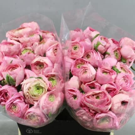 Ranunculus Cloony Shanghai holl