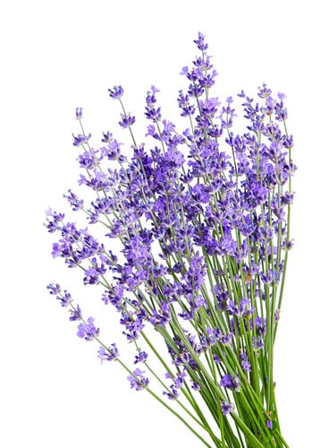 Lavender regional