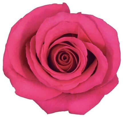 Roses HotSpot 40cm tessa