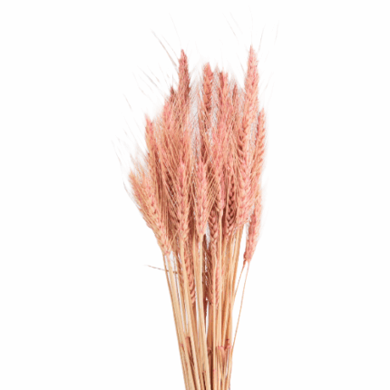 Dried Wheat Bearded Pink holl