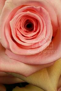SOPHIE 80 rfi (pink)