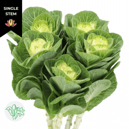 Kale White holl (stem)