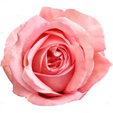Rose Pink Expression 40cm fl.