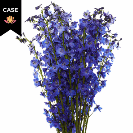 Delph Mid Blue(12case)esmerald