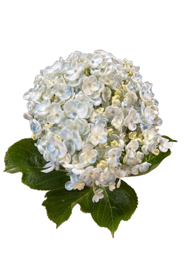 Hydrangea Popcorn Blue rfi(STE