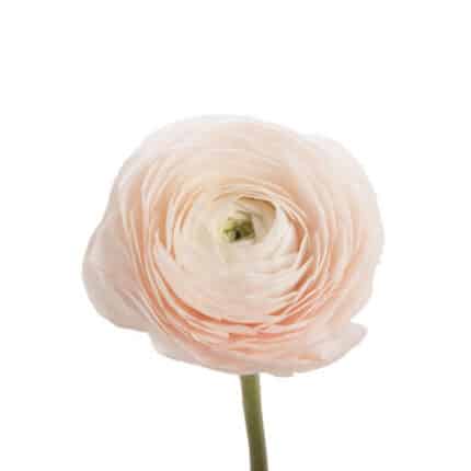 Ranunculus Blush Pink chile